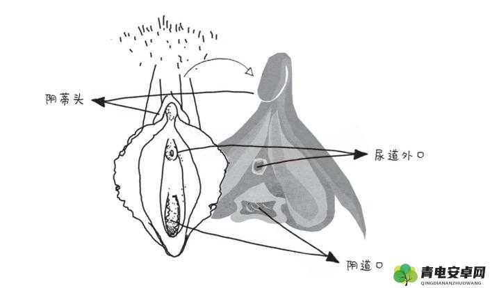 荫道 BBwBBB 高潮潮喷：探索女性性体验的无限可能