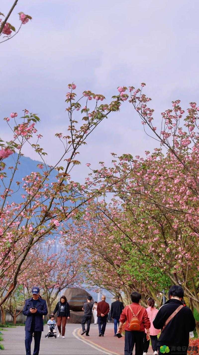 病勤楼栋 1-6 樱花：樱花树下的别样春天