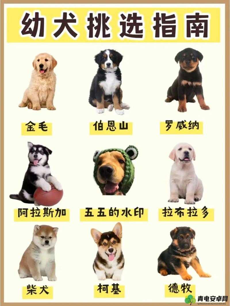 田园犬来访指南