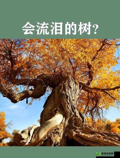 沙漠中会流泪的树，你知道是什么吗？