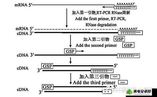 RNA 与 cDNA 杂交：分子生物学基础研究