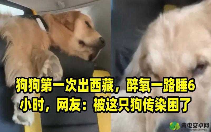 一人一狗卡住 6 小时要紧吗：后续情况如何