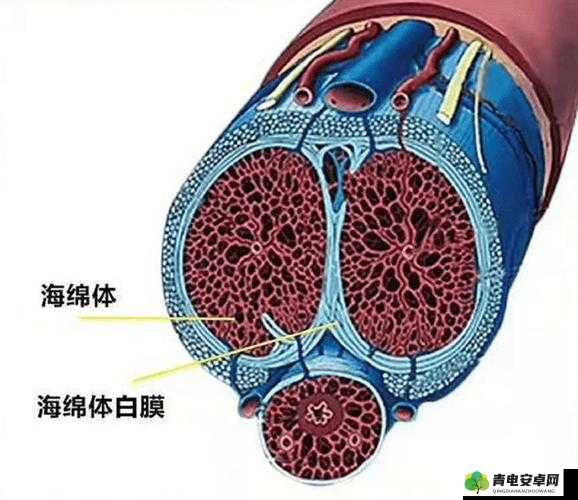 为什么软的时候好小：是尺寸问题还是其他原因？