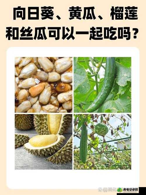 榴莲黄瓜秋葵丝瓜蕾丝最新版：探索新奇与趣味的奇妙组合