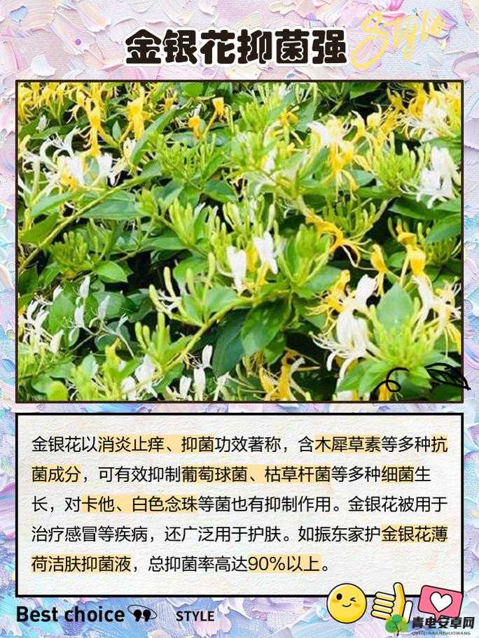 父承子液金银花：神奇植物的独特魅力与价值探索