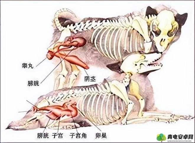 人和狗交配 MBA：令人震惊的伦理与科学话题探讨