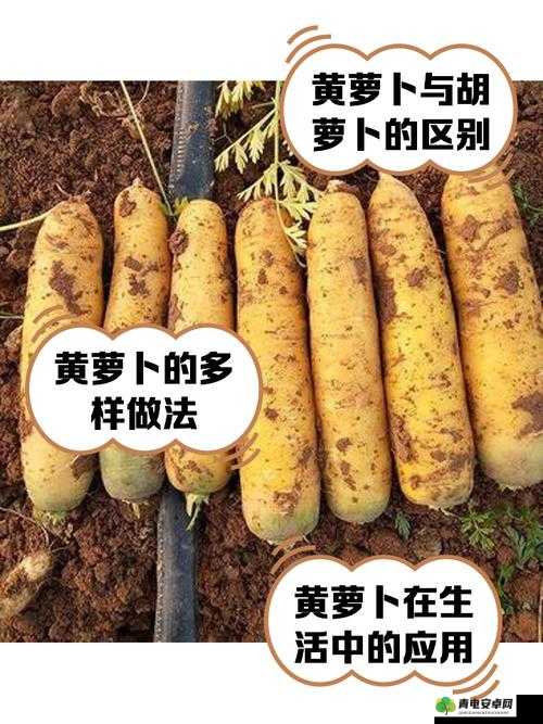 萝卜又叫黄 9·1：探寻其独特属性与多样用途